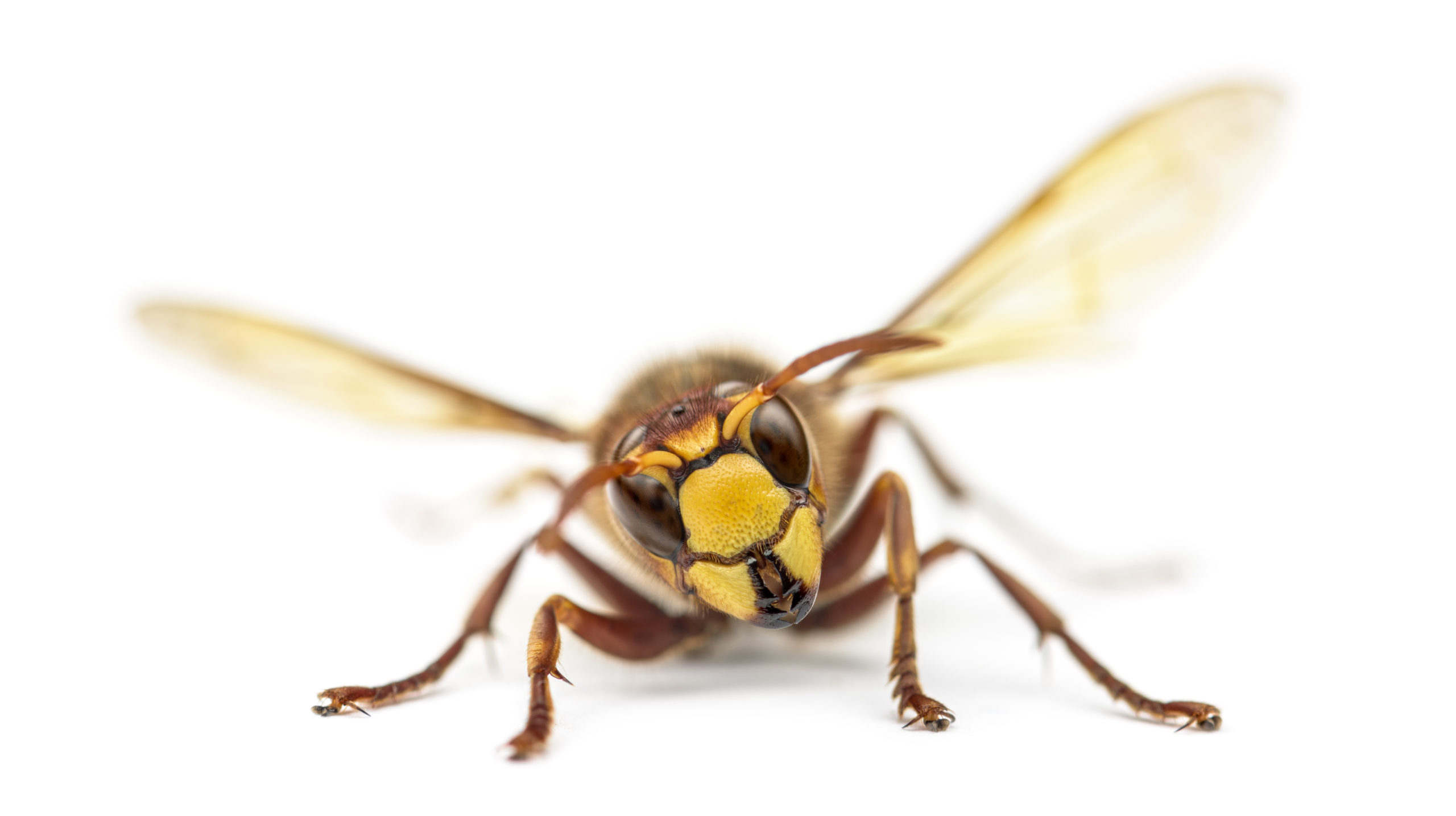 Front view of an Hornet, isolated on white